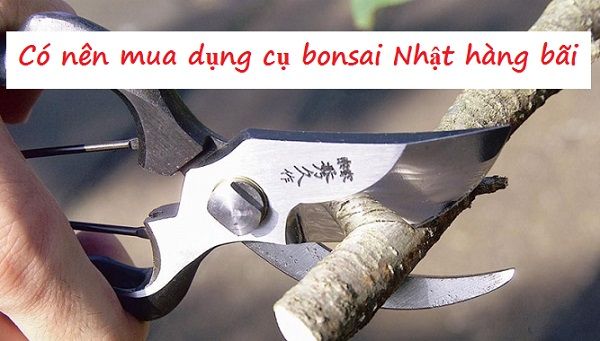 Có nên mua dụng cụ bonsai Nhật hàng bãi không?