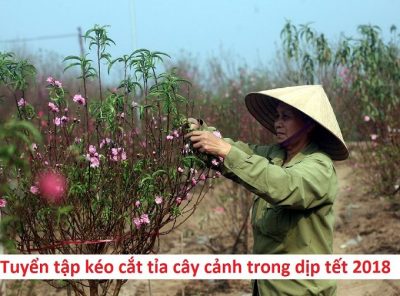 Tuyển tập bộ kéo cắt tỉa cây cảnh chuyên dụng cần trong dịp tết